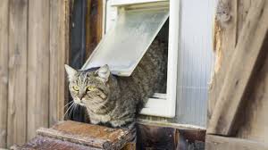 Katzenklappe Isoliert Test Vergleich 2020 Katzenwelt Net