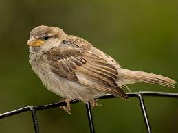 Maybe you would like to learn more about one of these? House Sparrow Ebird