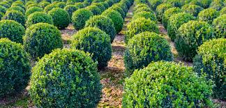 Maybe you would like to learn more about one of these? Evergreen Shrubs Pros And Cons Gardening Tips