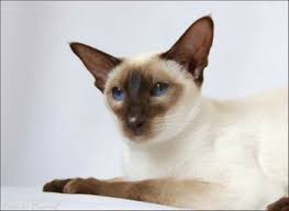 Egyptian mau mix kittens for sale in kearns, utah. Siamese Kittens For Sale