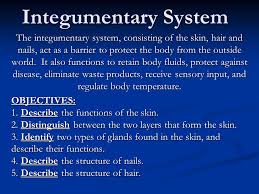Integumentary System The Integumentary System Consisting Of The Skin Hair And Nails Act As A Barrier To Protect The Body From The Outside World It Ppt Video Online Download