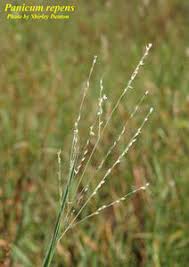 Image result for Panicum repens