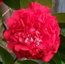 Professor Sargent Flowers Magnolia Gardens Fast Growing Plants