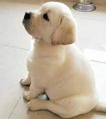 I am a breeder in south florida that breeds purebred champion bloodline english stock labrador retriever puppies, that are ofa certified and cerf'd. 11 Best Labrador Breeders In Florida 2021 We Love Doodles