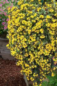 Pin By Lori Barrera On Gardening Plants For Hanging Baskets Planting Flowers Plants