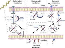 The nymphs of these vectors are relatively hard and less than 2 mm in size so they look like dirt or environmental particles and are difficult to see. Borrelia Burgdorferi Hijacks Cellular Metabolism Of Immune Cells Consequences For Host Defense Sciencedirect