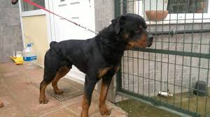 Rottweiler