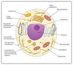Cell Structure Animal Cell Drawing Human Cell Diagram Cell Diagram