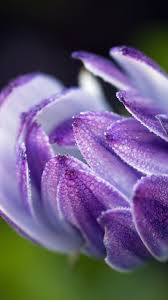 We did not find results for: African Daisy Wallpaper Iphone Android Desktop Backgrounds Best Flower Wallpaper Daisy Wallpaper Flower Wallpaper