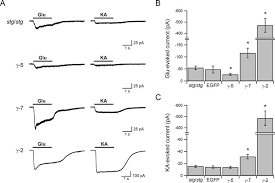 7, but not-5, rescued the surface expression of AMPA receptors in... |  Download Scientific Diagram