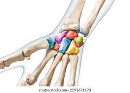 Image result for Pisiform Bone