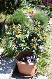 Fruit trees and plants are a great way to add beauty to your yard or garden. What Grow Well With Fruit Companion Planting With Fruit Trees