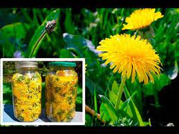 Dandelion Flower Meaning In Bengali Best Flower Wallpaper
