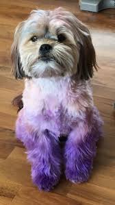 Instead, seek out alternative dyes that can be found naturally. Using Special Hair Dye For Dogs Pupper Is Now Extremely Rare P U R P L E B O Y E 9gag