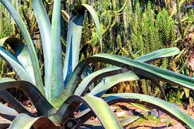 Some just look like one. A Mexican Garden With A Variety Of Arid Plants And Trees A Beautiful Stock Photo Picture And Royalty Free Image Image 38056342