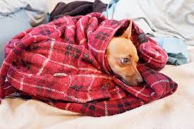 Check spelling or type a new query. Fabric Maintenance 101 How To Get Dog Smell Out Of Blanket Krostrade