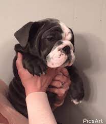 Find local english bulldog puppies for sale and dogs for adoption near you. English Bulldog Puppies For Sale Athens Ga 184107