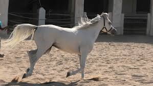 Two arabian horses running and playing. Shutterstock