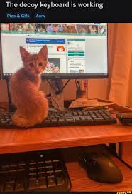 The Decoy Keyboard Is Working Pics Gifs Aww Ifunny Cute Funny Animals Funny Animals Cat Memes