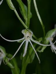 Image result for Habenaria disparilis