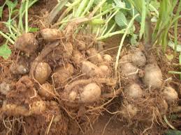 Image result for Coleus esculentus