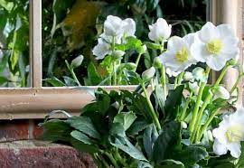 They enjoy full sun at the time of blooming and then the increasing shade as trees leaf out overhead. Plant Of The Month Winter Flowering Hellebores Hillier Garden Centres