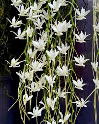 Image result for Aerangis collum-cygni