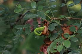 Image result for Ormocarpum