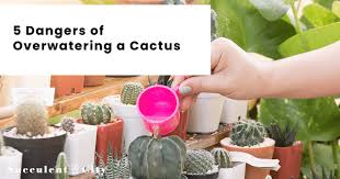 Dangers of overwatering a cactus. Succulent Tips 5 Dangers Of Overwatering A Cactus Succulent City