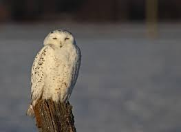 Image result for owl