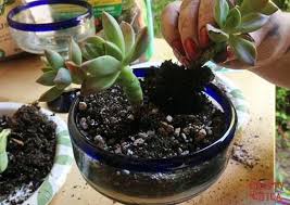 Echa un vistazo a nuestros relojes de cactus. 4 Arreglos De Cactus En Vidrio Y Terrarios Originales Como Decorar Mi Cuarto