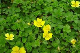 Ground cover weed mat is used in agriculture & horticulture to control weeds without the use of chemicals. Potentilla Beumanniana Nana Creeping Cinquefoil Use In Backyard To Choke Out Weeds Plants Tiny Plants Ground Cover