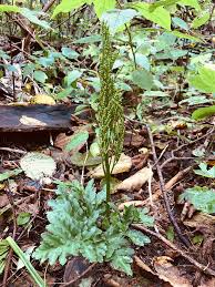 Image result for Botrychium multifidum