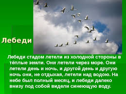 лебеди стадом летели из холодной стороны в тёплые земли Metodicheskaya Razrabotka Uroka Russkogo Yazyka Izlozhenie Po Rasskazu L N Tolstogo Lebedi