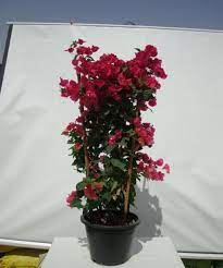 Spectabilis for its ability to cope with the occasional freeze; Bougainvillea Nana Red Wahat Al Sahraa