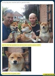 You Think This Is A Game Son Funny Animals Animal Memes Funny Pictures