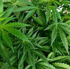 Maybe you would like to learn more about one of these? How Can I Keep My Cannabis Plants From Flowering Ed Rosenthal