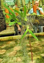 Image result for Bulbophyllum cochleatum