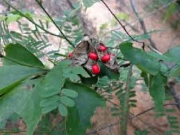 Image result for Abrus melanospermus