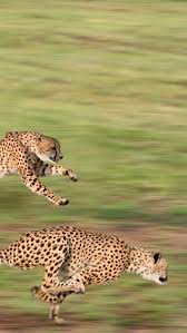 Fastest Animals On The Earth Animals Fastest Petlovers Animals Wild Cats Animals Wild