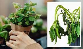 Gardening Expert Shares Warning Over Buying Supermarket Herbs Might Not Grow Express Co Uk