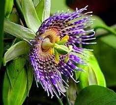 Passion Flower Rainforest Plants Rainforest Flowers Beautiful Flowers Pictures