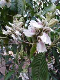 Were investigated in this study after differential staining with orcein, cma and dapi for proper characterization. Justicia Adhatoda