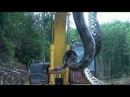 Ular ini bisa tumbuh hingga mencapai sekitar 50 hingga 60 juta tahun yang lalu, titanoboa hidup sezaman dengan brachiosaurus. Download Video Penangkapan Ular Terbesar Di Hutan Kalimantan 3gp Mp4 Codedwap