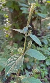 Image result for Achyranthes