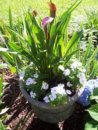 Garden Walk For June 20 Flowers Are In Abundance Today Potted Plants Outdoor Wedding Plants Container Flowers