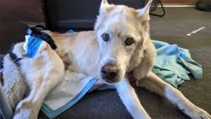 Whether you have a furry friend at home, looking to add to your family, or simply want to spend time with adoptable dogs, the place to go. The Stuff Nobody Will Tell You About A Dying Pet Considerable