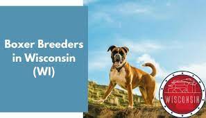 Potty trained maltese puppies for adoption, these tiny puppies are ton of fun in a small package! 10 Boxer Breeders In Wisconsin Wi Boxer Puppies For Sale Animalfate