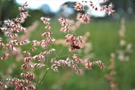 Image result for Melinis repens