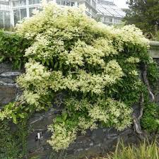 pileostegia viburnoides hortensia grimpant arbuste ombre hortensia